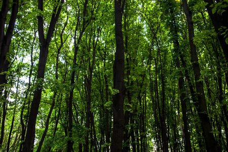 Beautiful green forest in bright summer day.