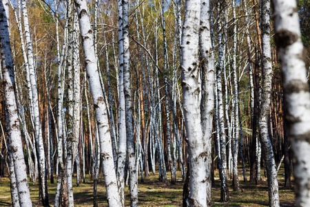 White slim birch trees in early spring.の写真素材