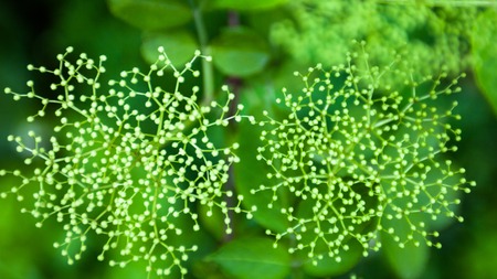 Flower buds of the black elder (Sambucus).の写真素材