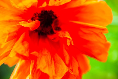 Closeup of the blooming red poppy flower.の写真素材