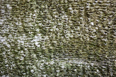 Coquina surface with rich and various texture.の写真素材