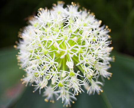 Close up of the blooming white ornamental onion (Allium)