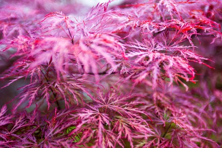 Pink leaves of the Japanese maple (Acer palmatum)の写真素材
