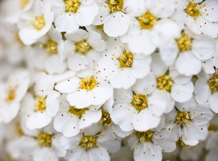 White flowers of Spiraea shrub. Close up.の写真素材