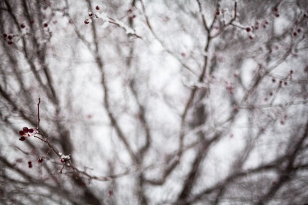 Hawthorn with red berries covered with hoarfrost.