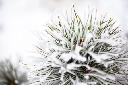 Coniferous branches covered with hoarfrost. Close up.の写真素材