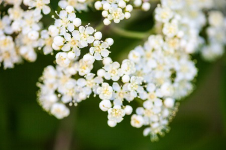 White flowers of the rowan tree. Close up.の写真素材