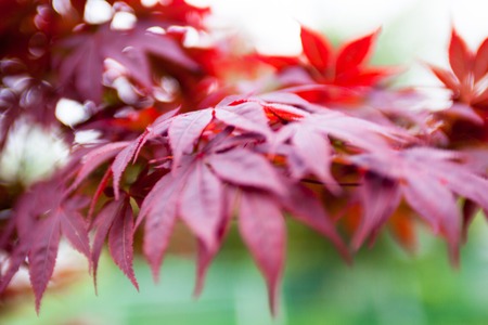 Pink leaves of the Japanese maple (Acer palmatum)