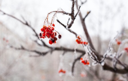 Red rowan fruit covered with hoarfrost. Close up.の写真素材