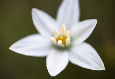 White flower of Ornithogalum umbellatum (Star-of-Bethlehem). Close up.の写真素材
