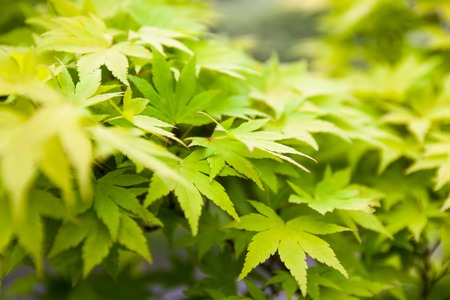 Green leaves of the Japanese maple (Acer palmatum)の写真素材