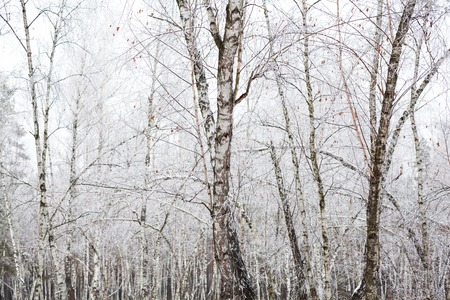 Birch trees covered with hoarfrost in the cloudy day.の写真素材