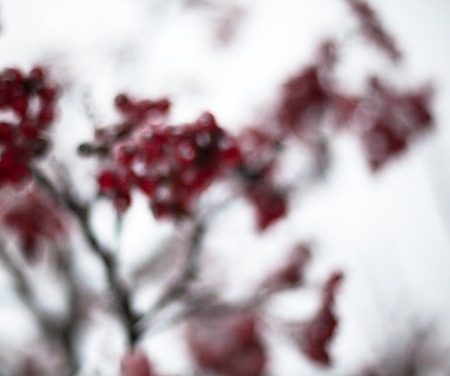 Red rowan fruit covered with hoarfrost. Close up.の写真素材