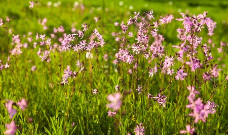 Ragged Robin (Lychnis flos-cuculi) flowers in the green summer meadowの写真素材