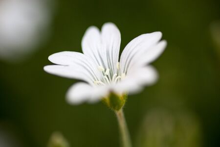 White flower of Stellaria (stitchwort or chickweed)の写真素材