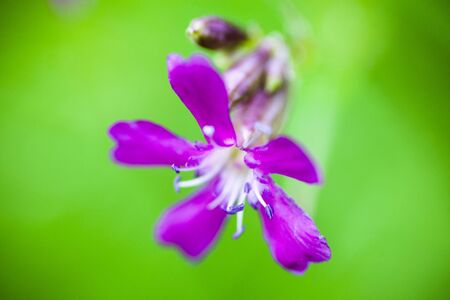 Blooming sticky catchfly (Silene viscaria). Close up.の写真素材