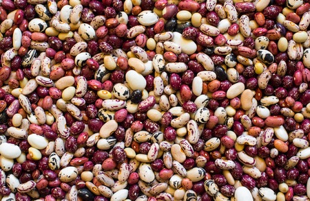 Beans (Phaseolus vulgaris) of different colors and species.の写真素材