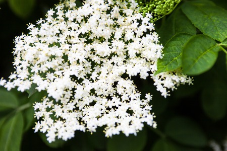 White flowers of the black elder (Sambucus).の写真素材
