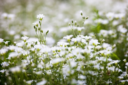 White flowers of Stellaria holostea (greater stitchwort or addersmeat)の写真素材