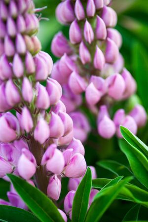 Purple flowers of the lupine (Lupinus). Close up.の写真素材