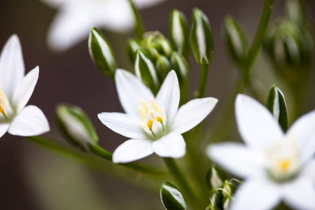 White flowers and buds of Ornithogalum umbellatum (Star-of-Bethlehem)の写真素材