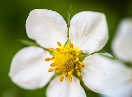 White flower of the wild strawberry (Fragaria vesca)の写真素材