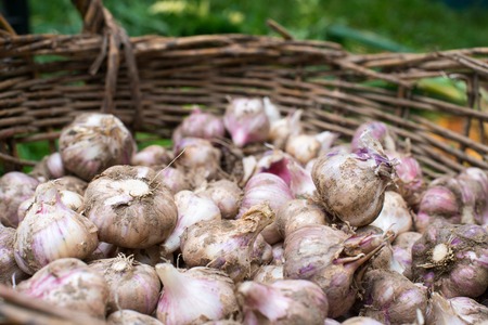 Fresh garlic from the recent harvest in the wicker basketの写真素材