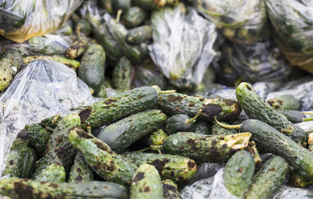 Piles of rotten cucumbers on the landfill. Close up.の写真素材