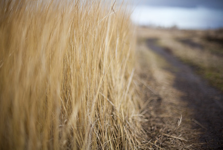 Dry grass near the dirt road in a cloudy day.の写真素材