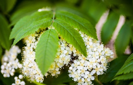 White flowers and green leaves of the rowan tree. Close up.の写真素材