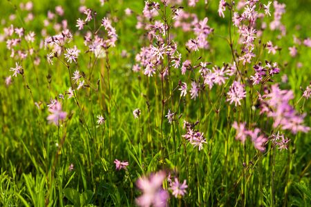 Ragged Robin (Lychnis flos-cuculi) flowers in the green summer meadowの写真素材