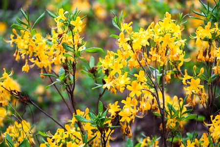 Yellow flowers of rhododendron shrub. Close up.の写真素材