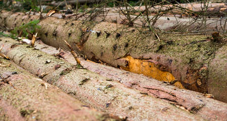 Timber harvesting. Pile of cut fir logs. Close up.