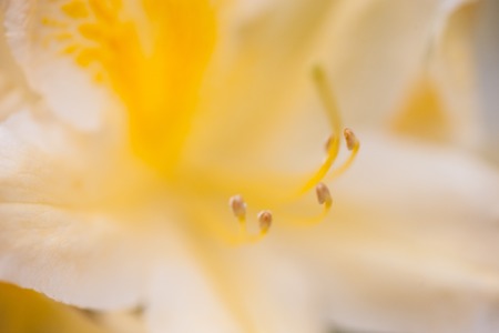 Yellow flower of rhododendron shrub. Close up.の写真素材