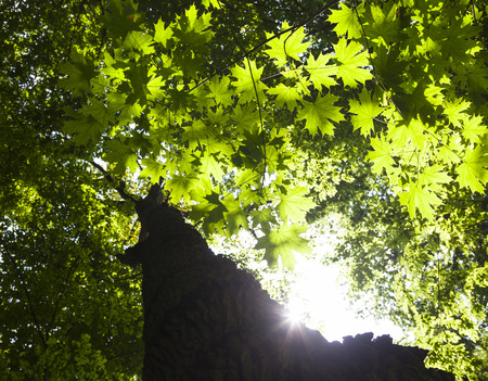 Trunk and branches of the maple tree against the shining sun.の写真素材
