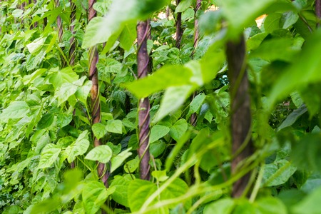 Growing the beans (Phaseolus vulgaris). Green vines and leaves creeping on the vertical support.の写真素材