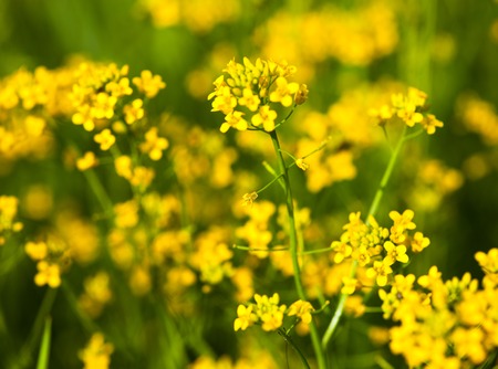 Yellow rapeseed flowers (Brassica napus). Close up.の写真素材