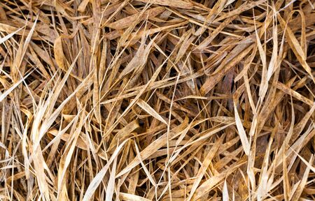 Faded dry grass in autumn. Close up.の写真素材
