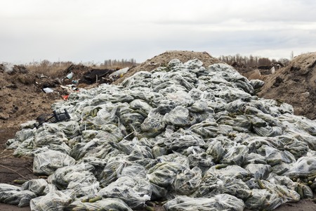 Rotten cucumbers in plastic sacks on the landfill.の写真素材