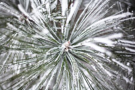 Coniferous branches covered with hoarfrost. Close up.の写真素材