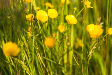 Green meadow with blooming yellow buttercup flowers.