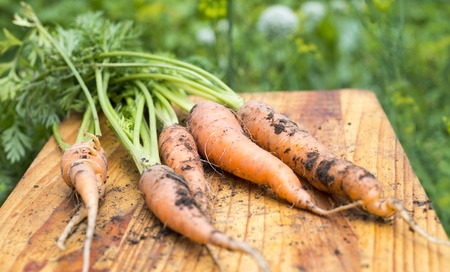 Freshly dug carrots on the wooden cutting boardの写真素材