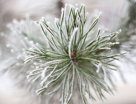 Coniferous branches covered with hoarfrost. Close up.