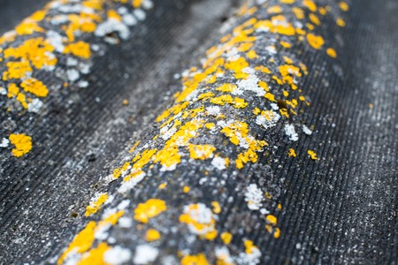 Old wavy roofing slate covered with yellow and white lichenの写真素材