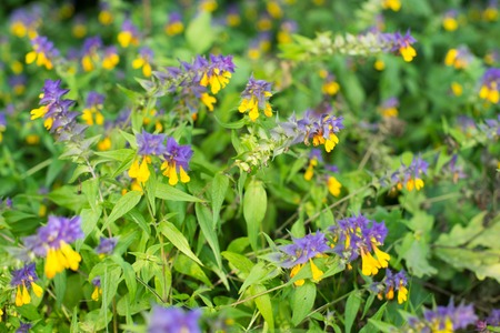 Wood cow wheat flowers (Melampyrum nemorosum) in the green summer meadow.の写真素材