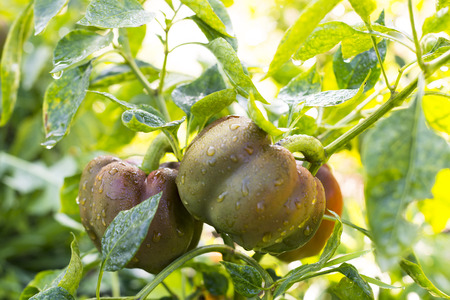 Growing the bell peppers (capsicum). Unripe peppers in the vegetable garden after the rain.の写真素材
