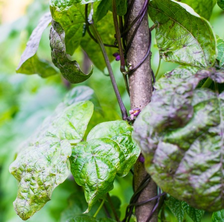 Growing the beans (Phaseolus vulgaris). Green vines and leaves creeping on the vertical support.の写真素材
