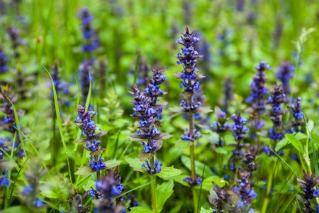 Blooming blue bugleweeds (Ajuga) in the summer meadow
