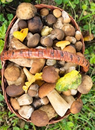Mushrooms (porcini and chanterelles) in the wicker basket on the green grass.の写真素材