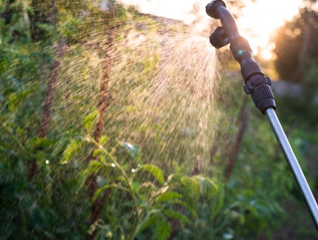 Garden sprayer spraying water over young green tomato stems.の写真素材